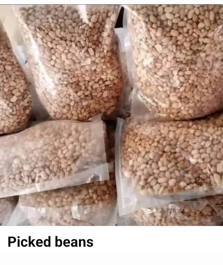 Picked Brown Beans